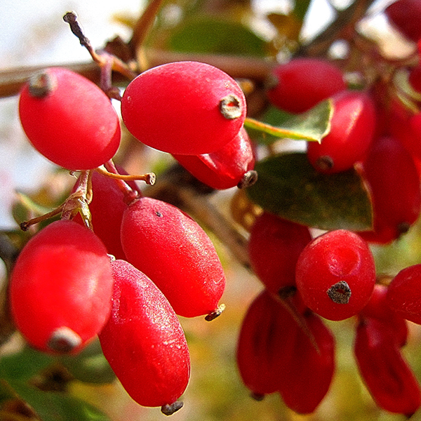 barberry-1